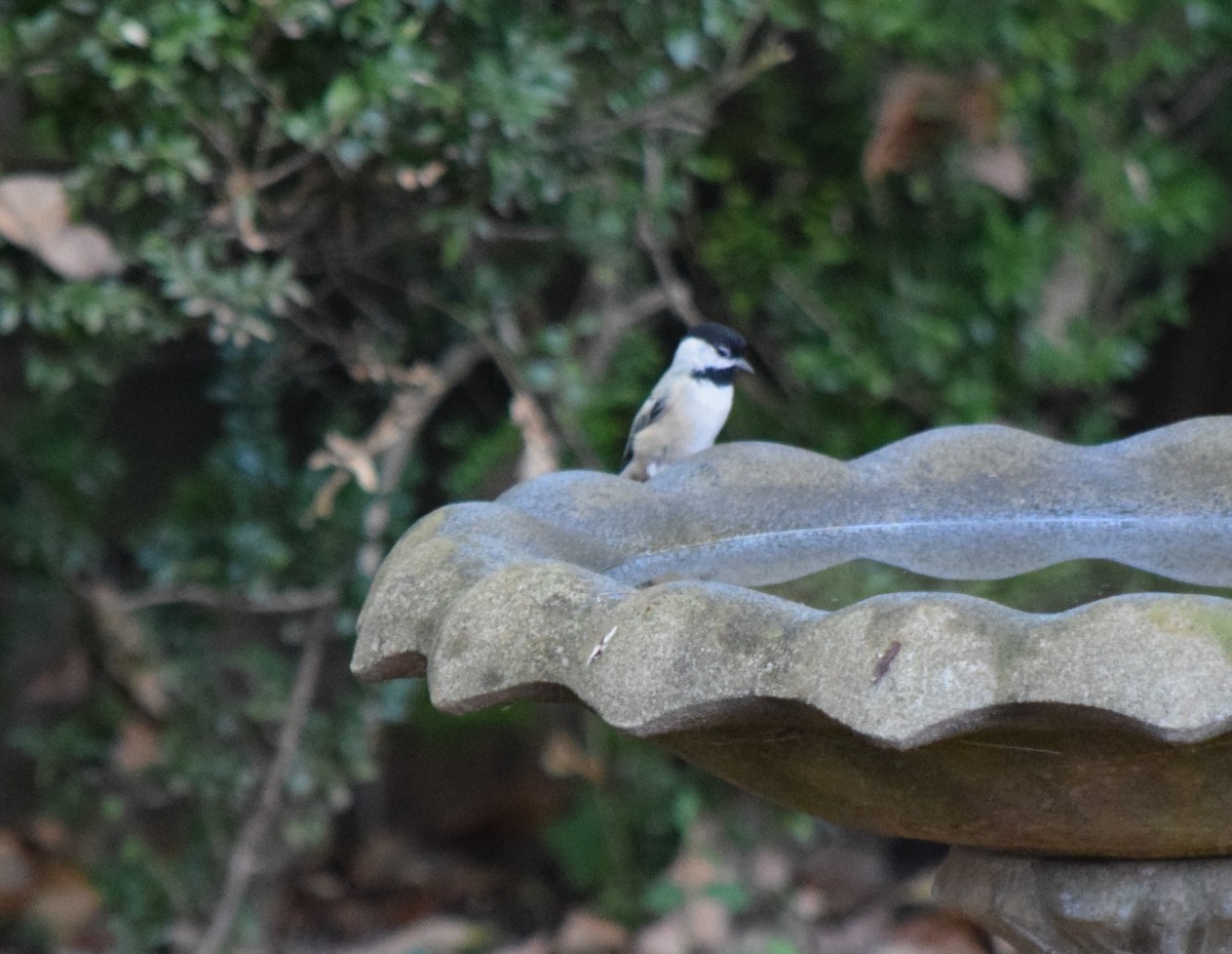 Carolina Chickadee - ML643666403