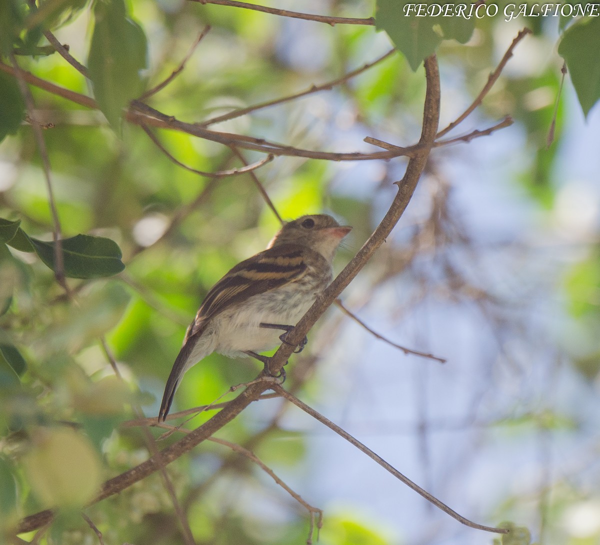 Bran-colored Flycatcher - ML643666404
