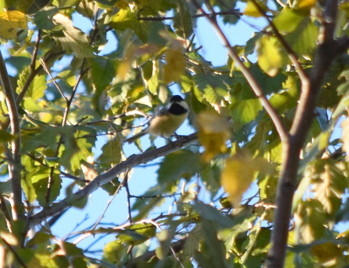 Carolina Chickadee - ML643666408
