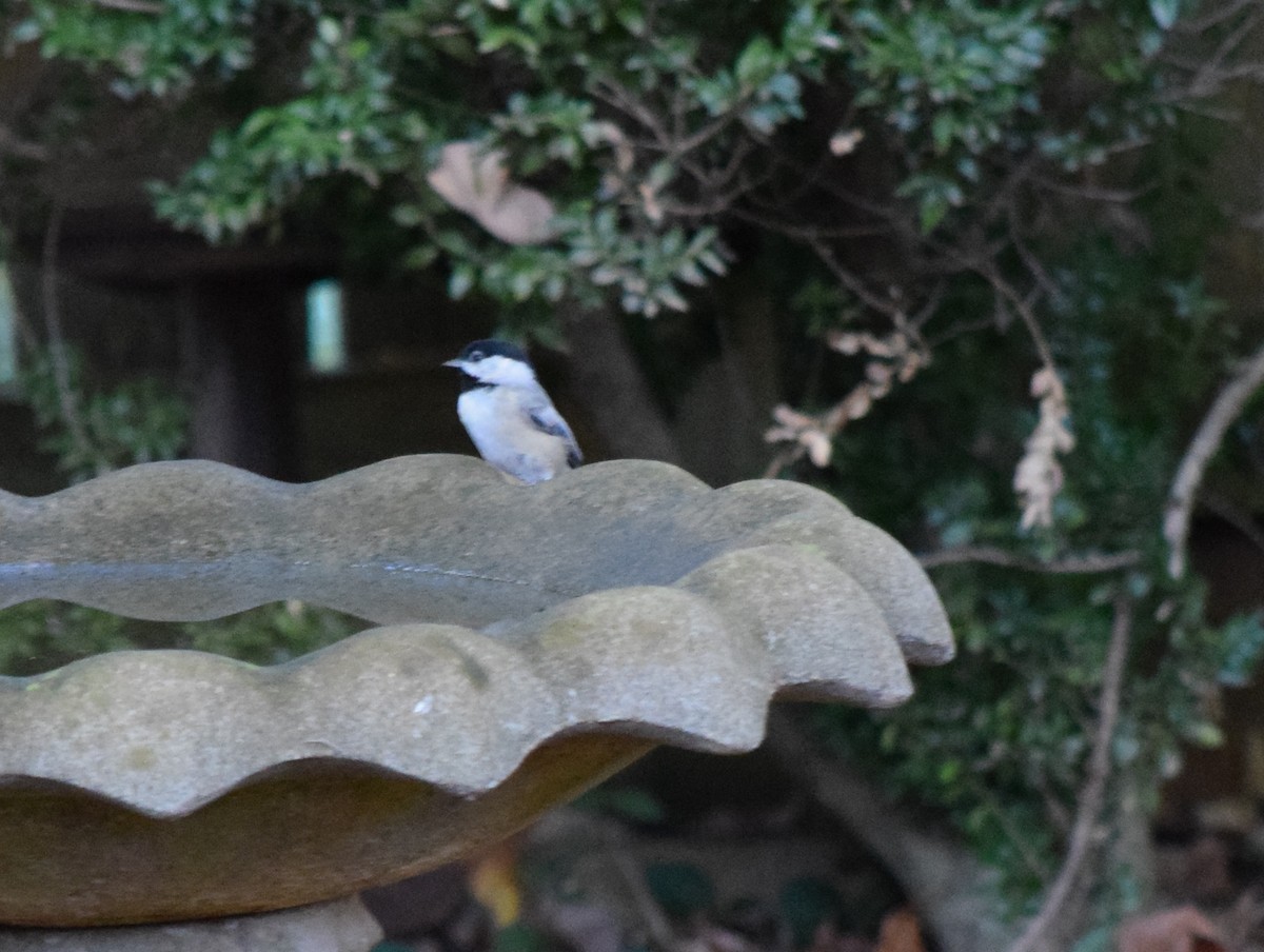 Carolina Chickadee - ML643666409