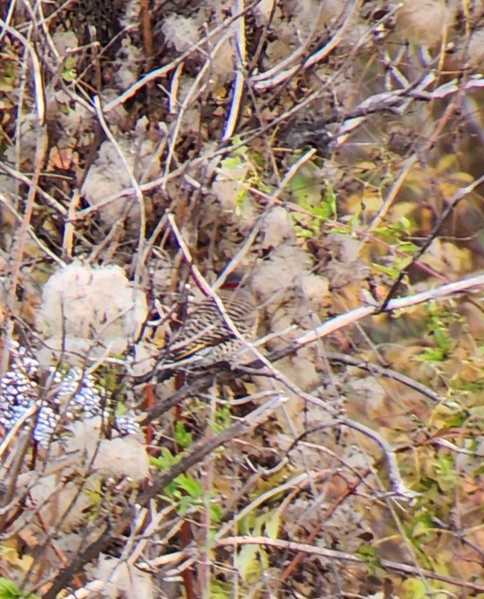 Northern Flicker (Yellow-shafted) - ML643666410