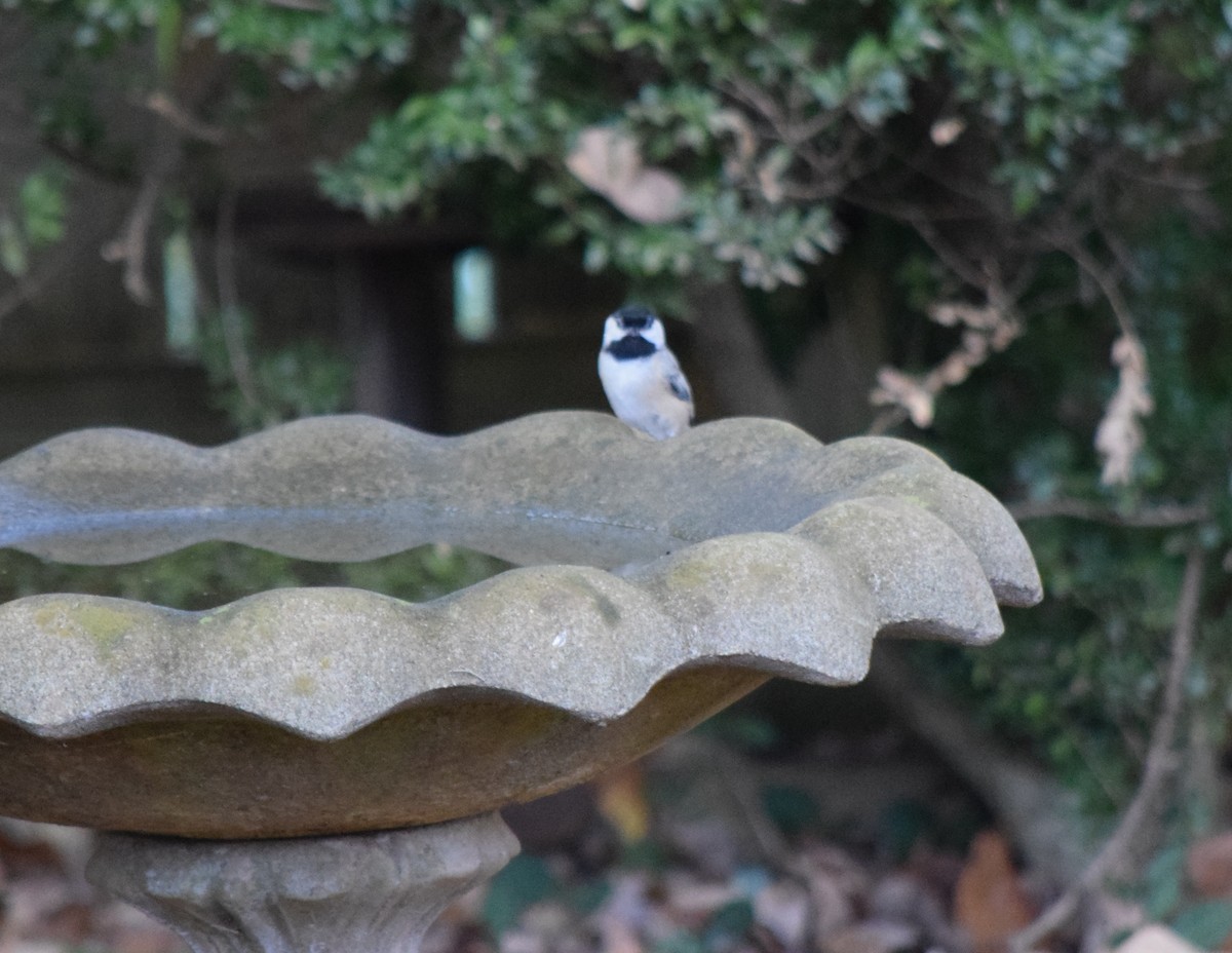 Carolina Chickadee - ML643666411