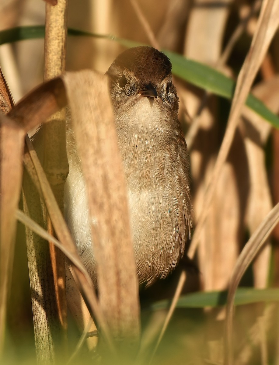 Marsh Wren - ML643666412
