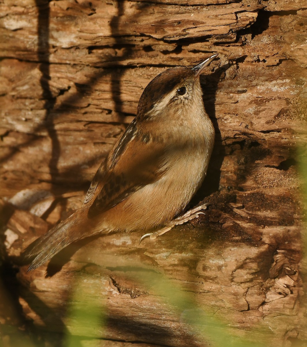 Marsh Wren - ML643666413
