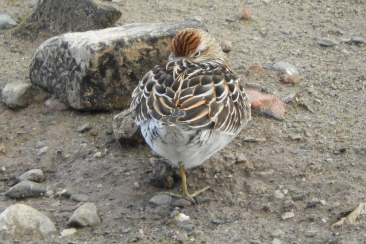 Sharp-tailed Sandpiper - ML643666419