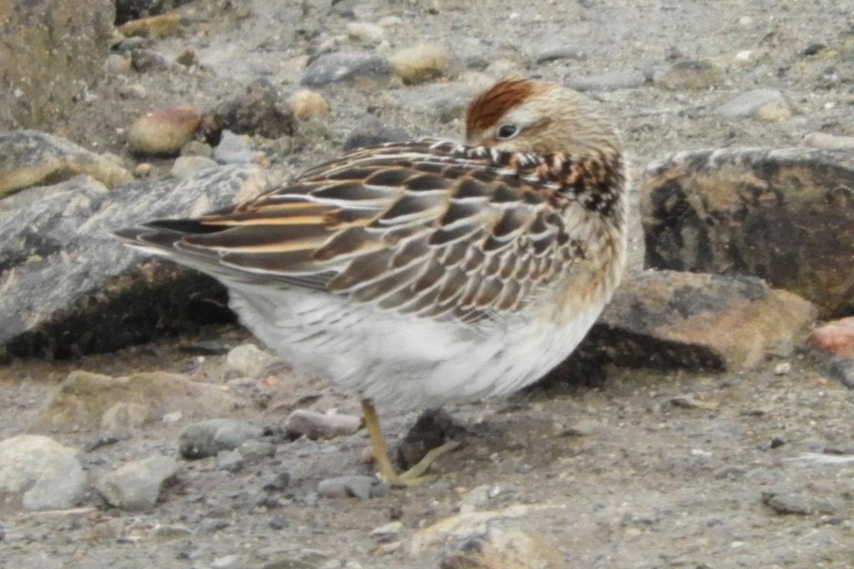 Sharp-tailed Sandpiper - ML643666420