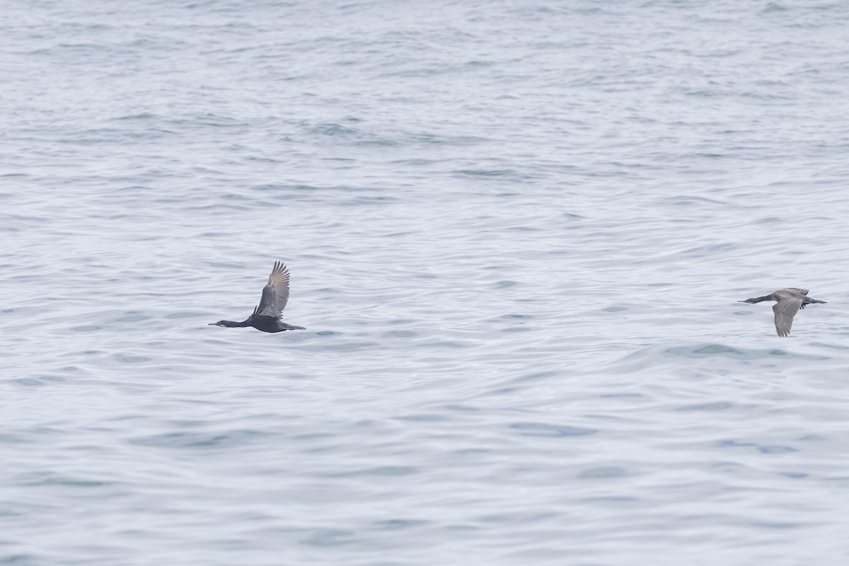 Brandt's Cormorant - ML643666425