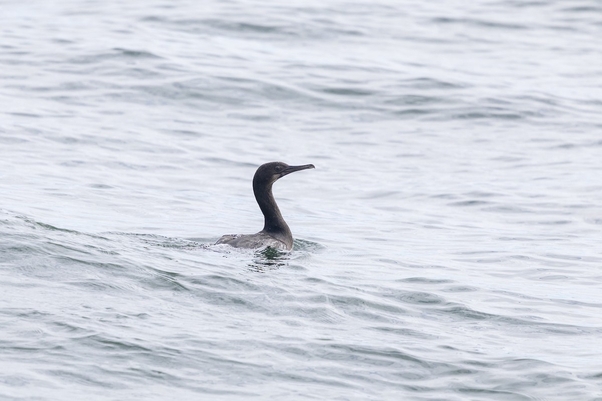 Brandt's Cormorant - ML643666426