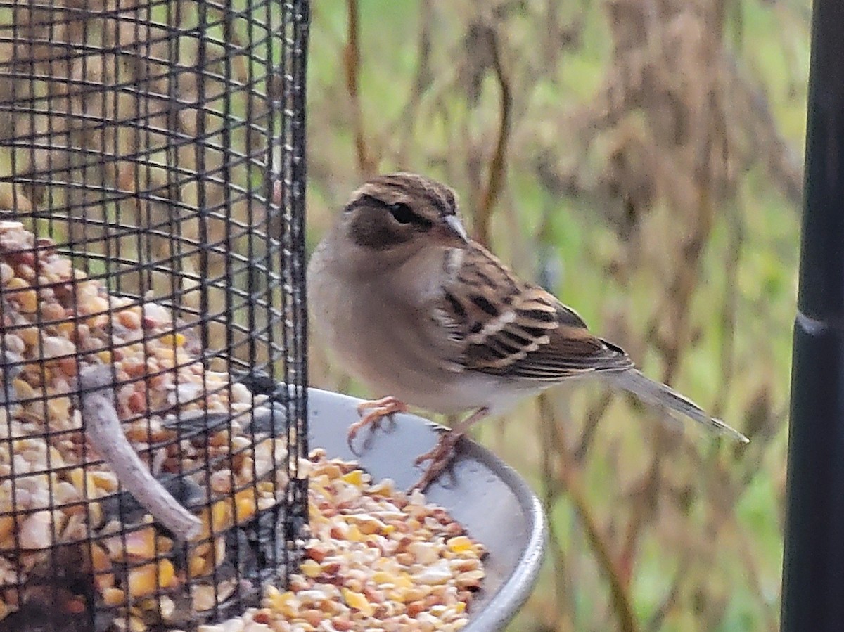 Chipping Sparrow - ML643666455