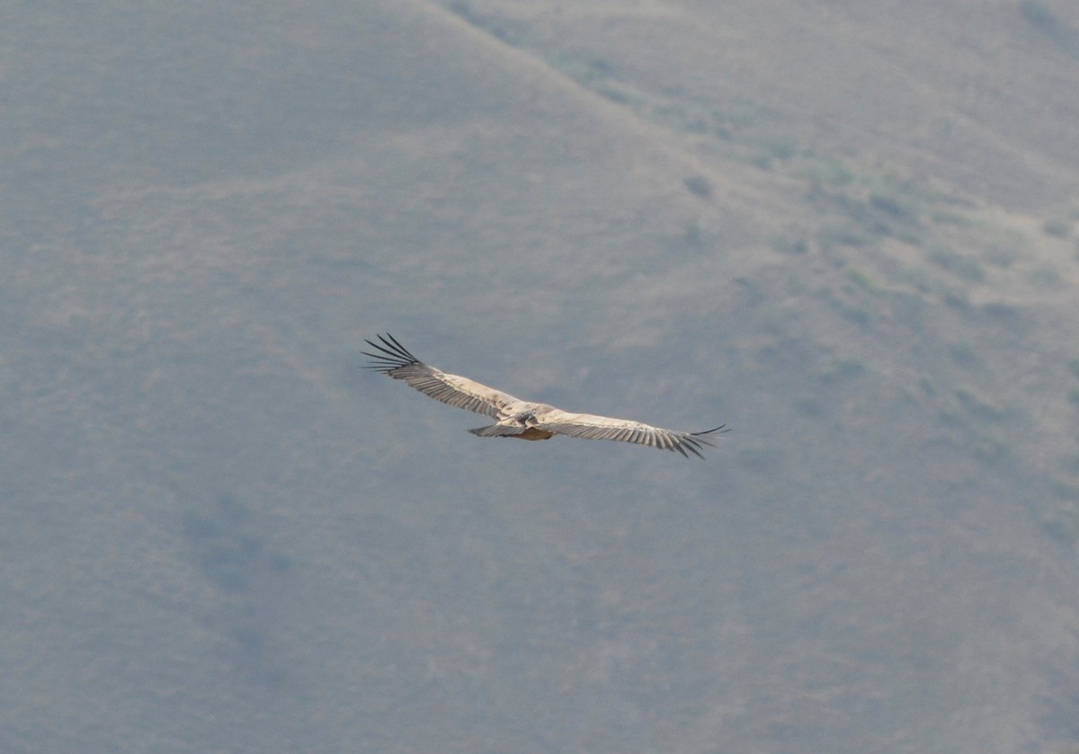 Eurasian Griffon - ML643666480