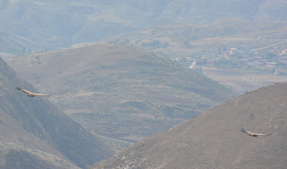 Eurasian Griffon - ML643666481