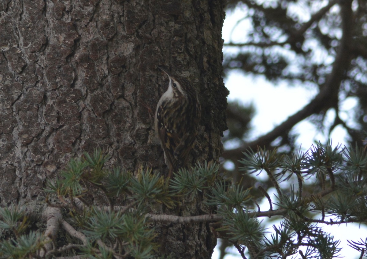 Short-toed Treecreeper - ML643666500