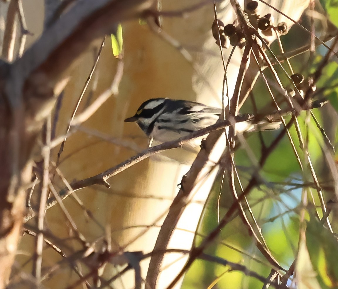 Black-throated Gray Warbler - ML643666511