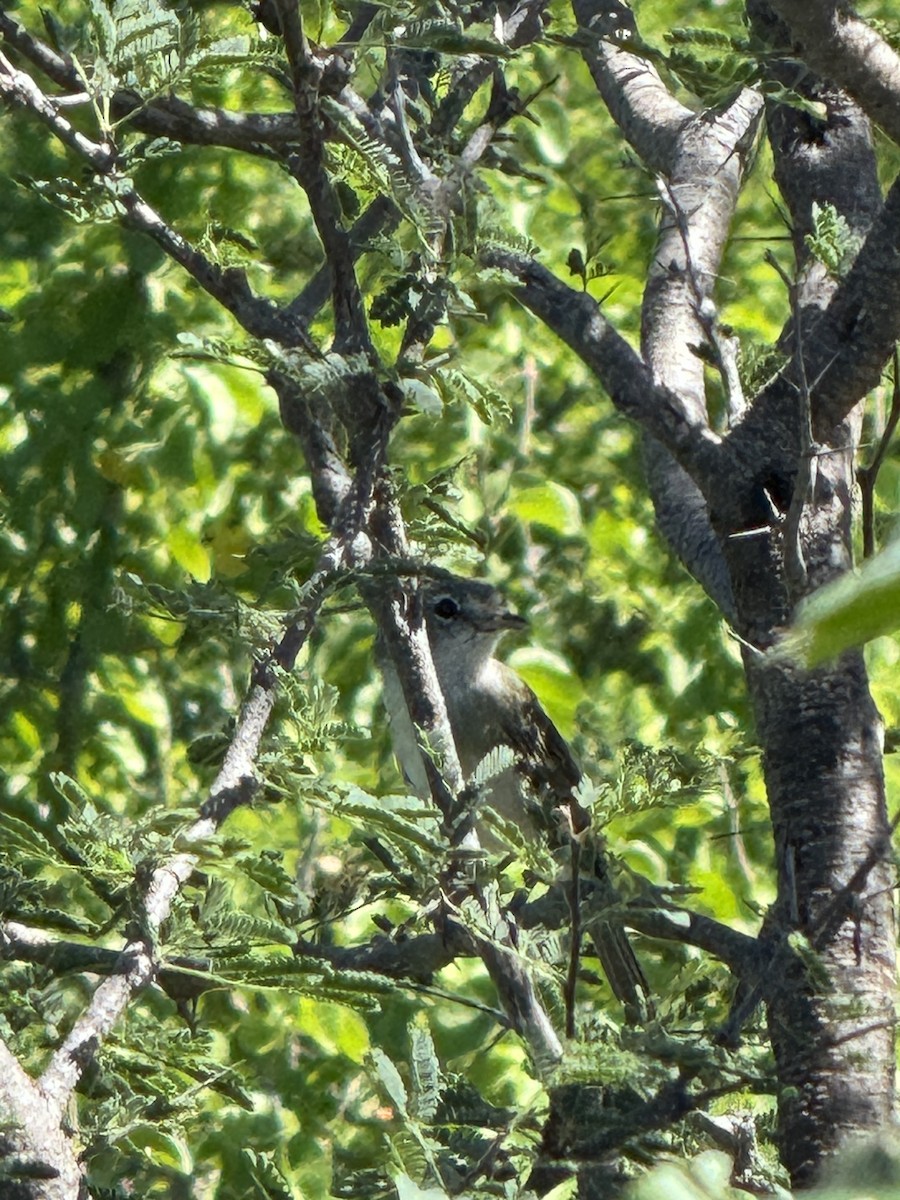 Bell's Vireo - ML643666513
