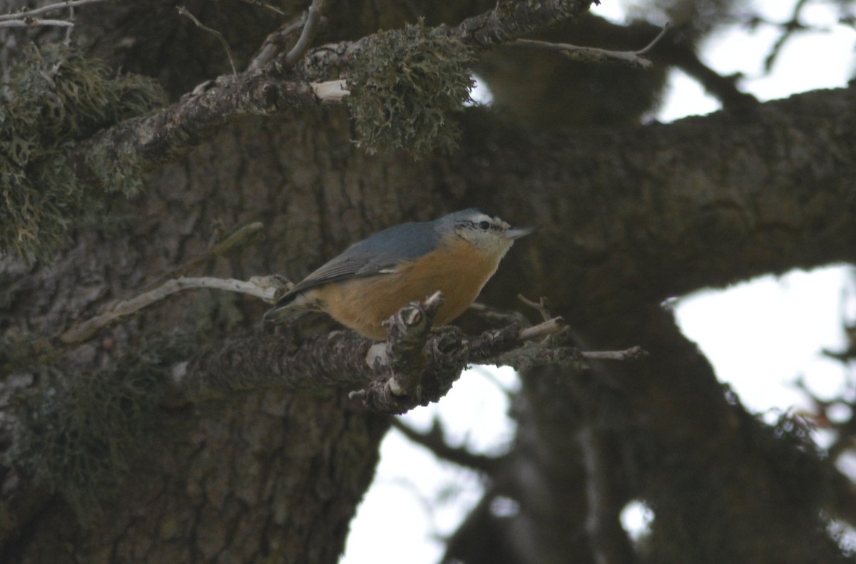 Algerian Nuthatch - ML643666529