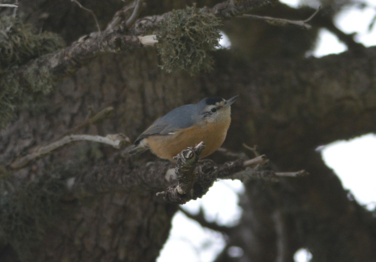 Algerian Nuthatch - ML643666530
