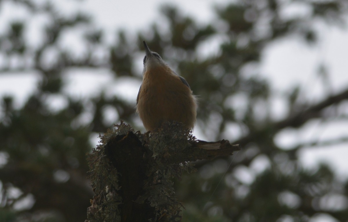 Algerian Nuthatch - ML643666531