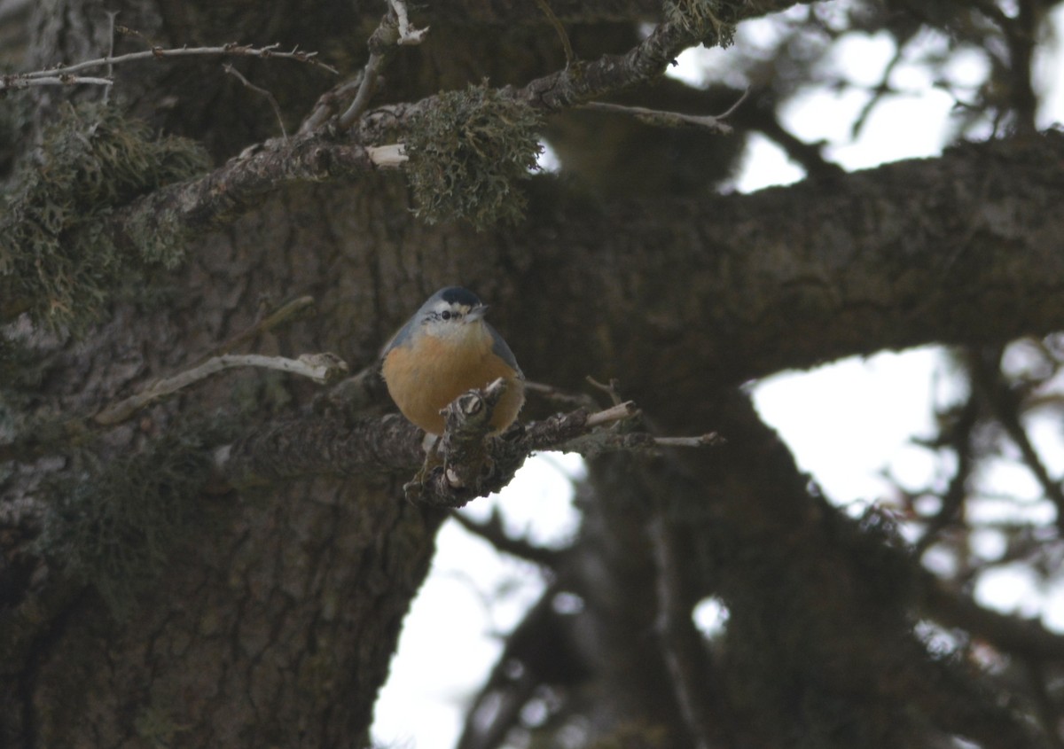 Algerian Nuthatch - ML643666532