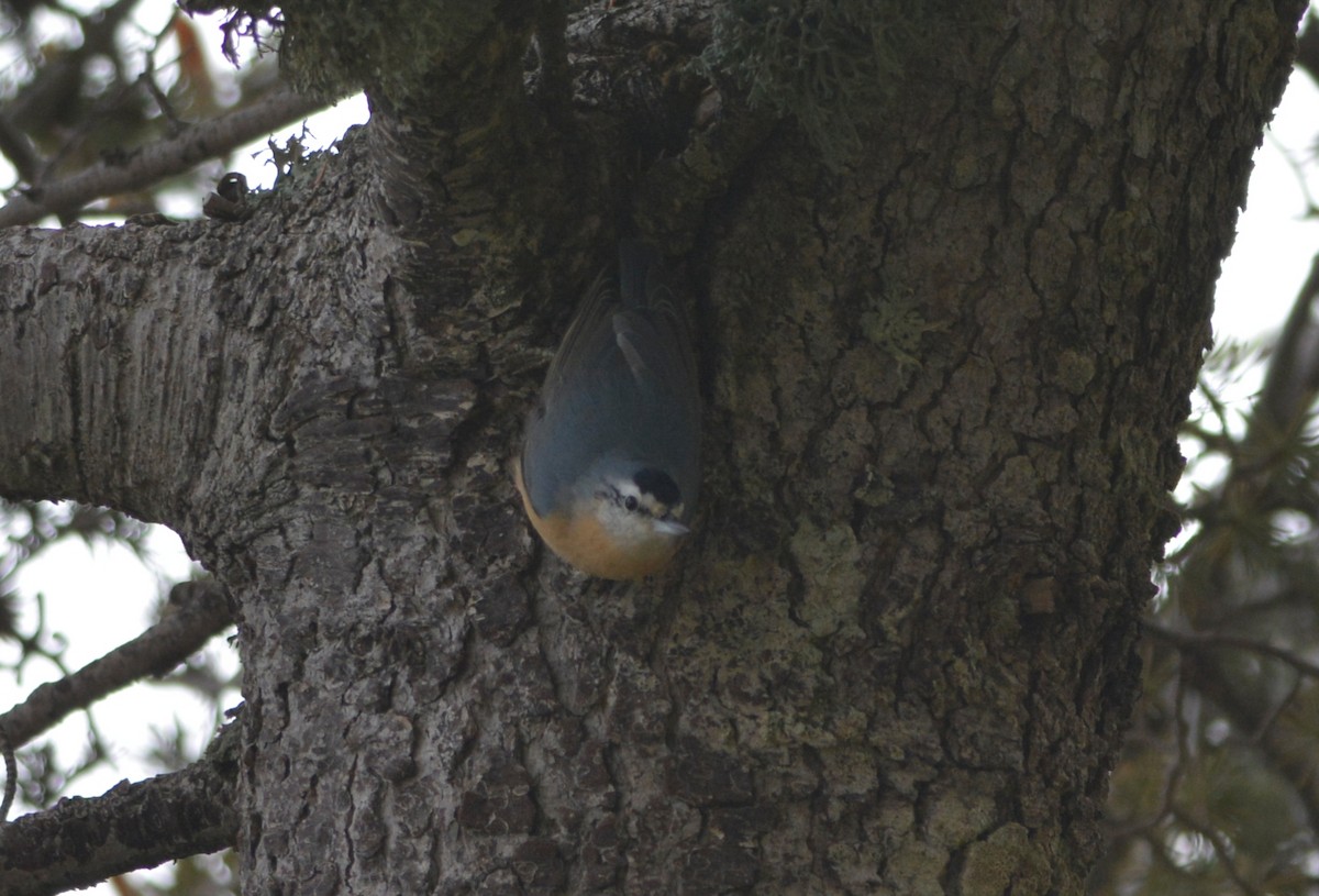Algerian Nuthatch - ML643666533
