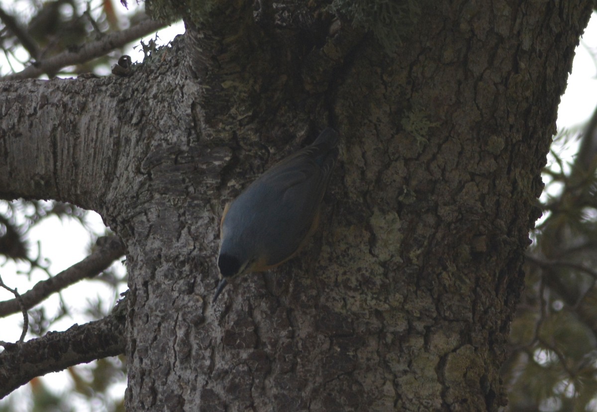 Algerian Nuthatch - ML643666534