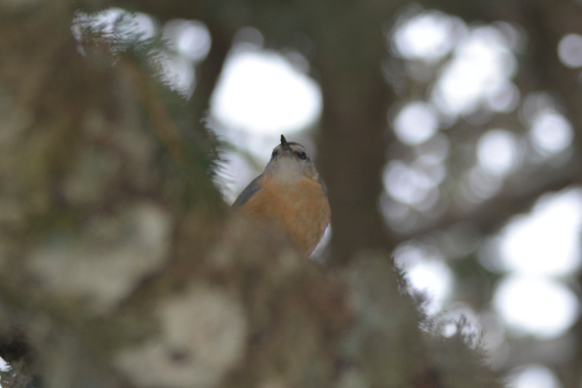 Algerian Nuthatch - ML643666535