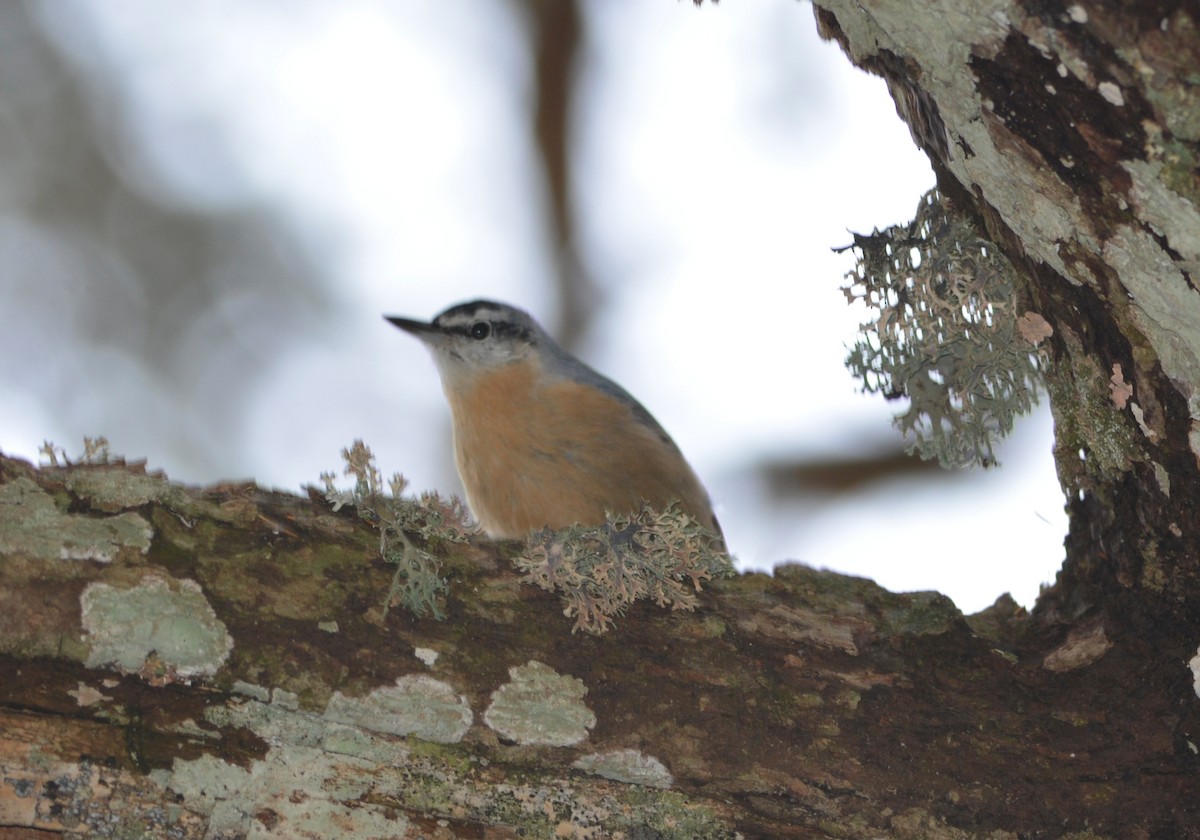 Algerian Nuthatch - ML643666537