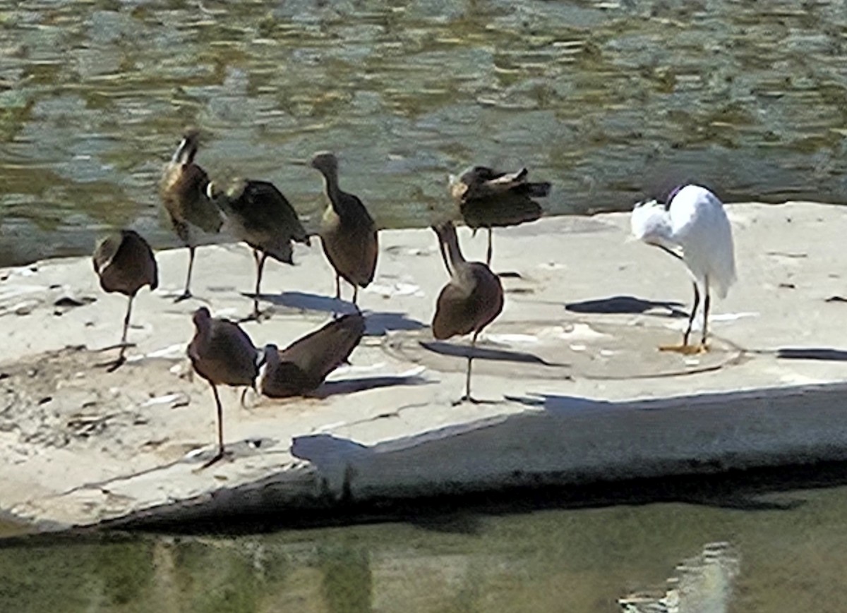 Ibis à face blanche - ML643666560