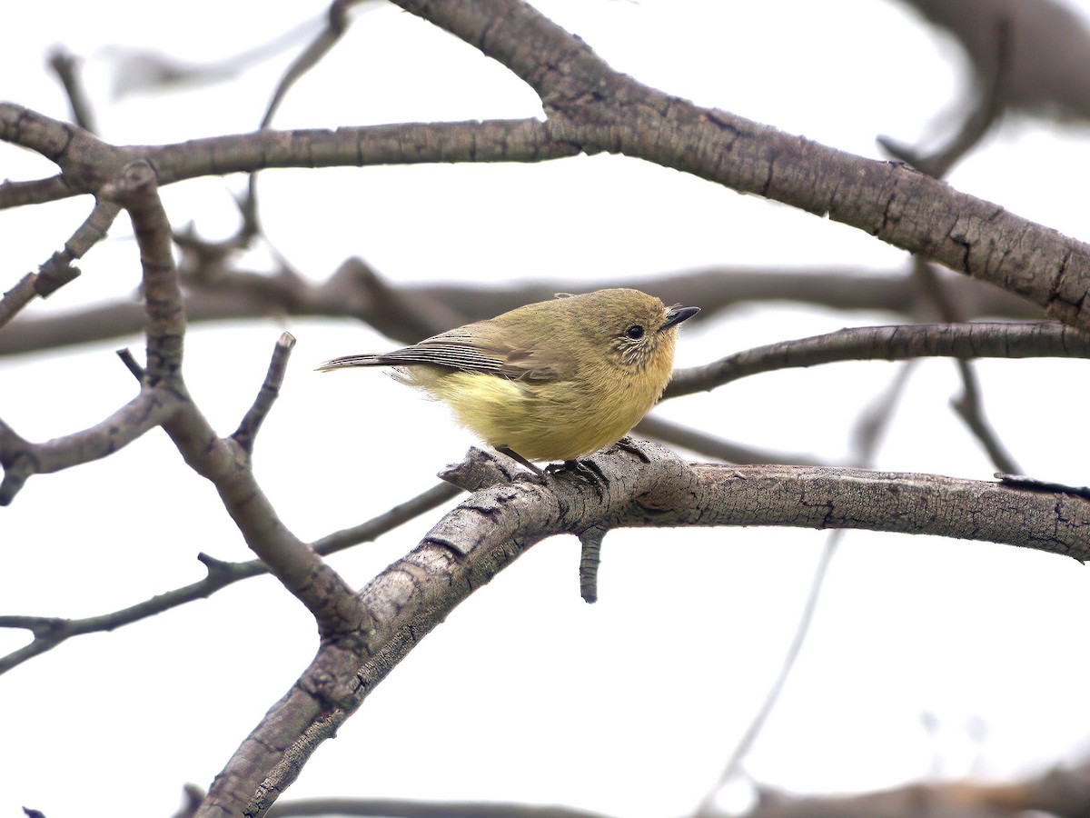 Yellow Thornbill - ML643666572