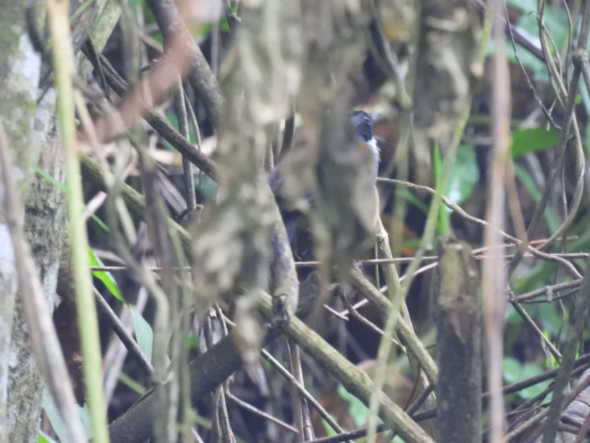 perijaspurv - ML643666591