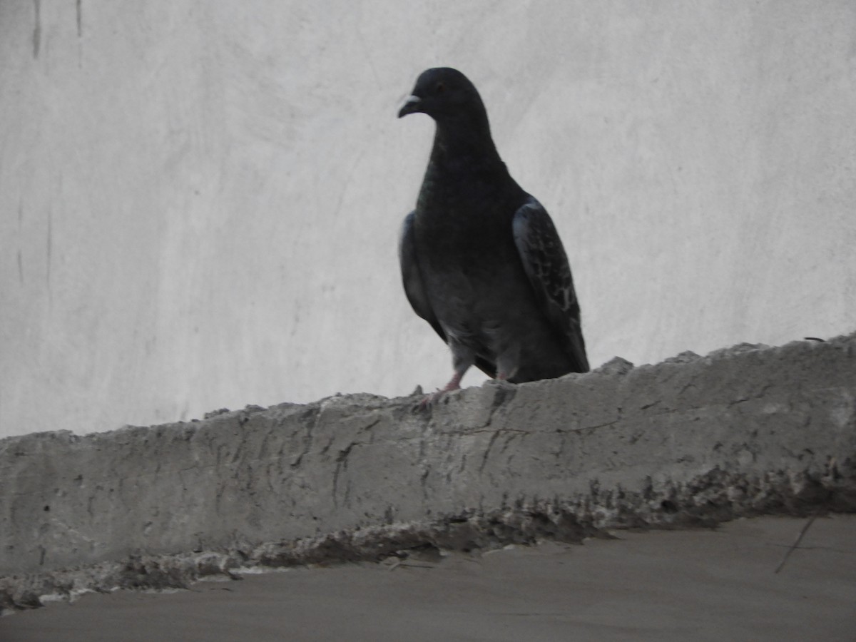 Pigeon biset (forme domestique) - ML643666607