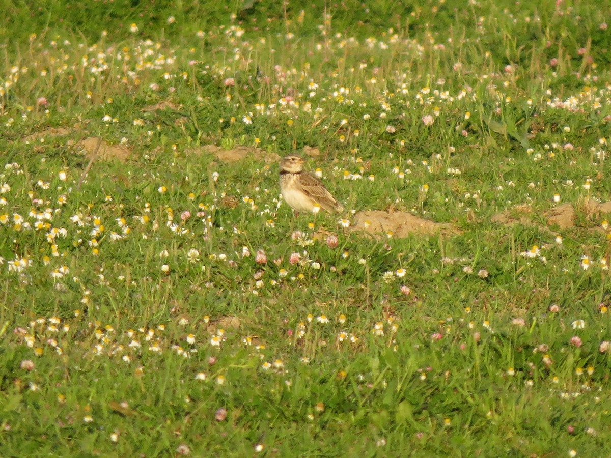 Kalandria eurasiarra - ML643666612