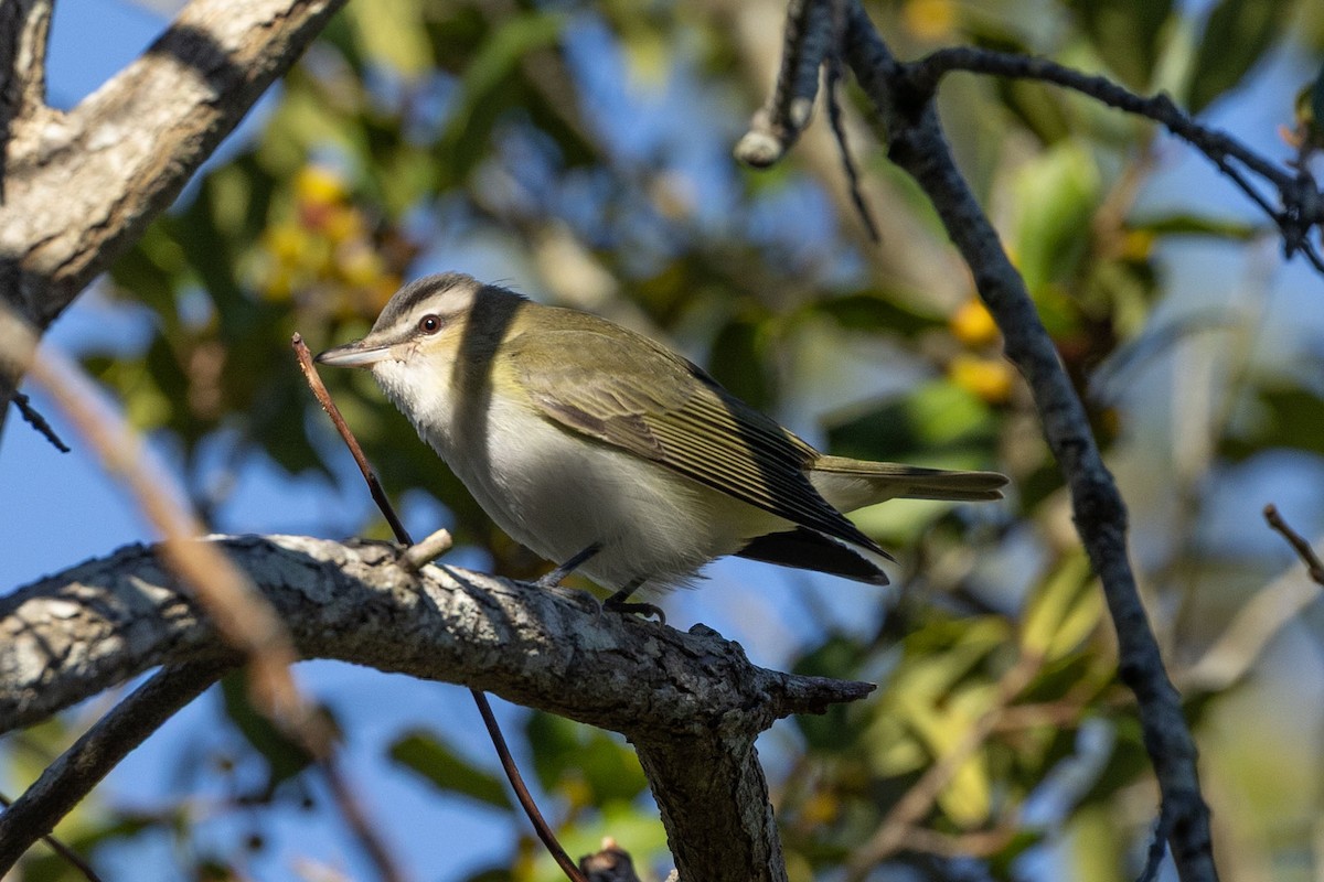 Vireo begigorria - ML643666619