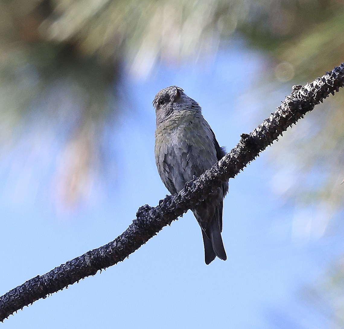 Гацуурын солбин хошуут - ML643666633