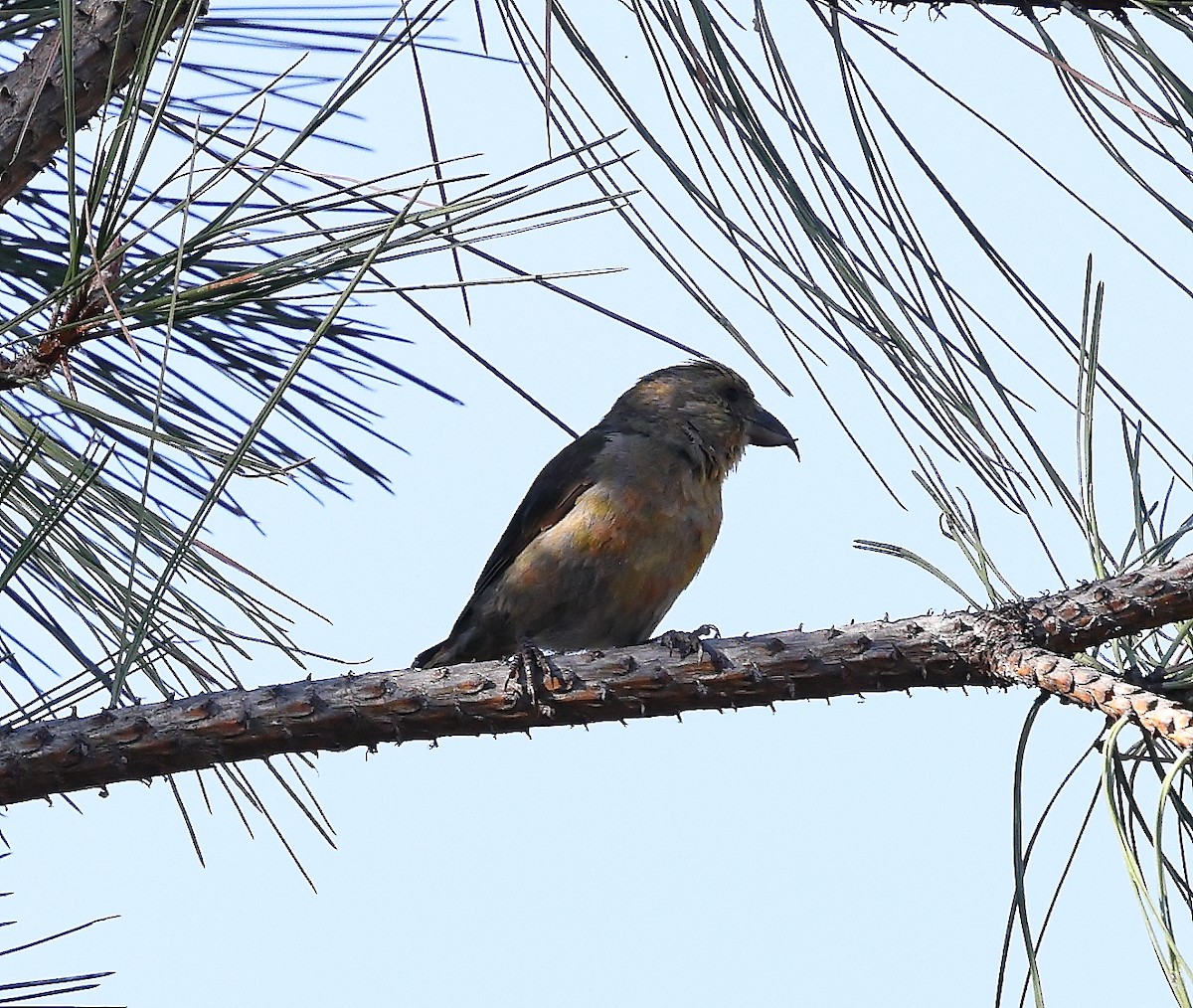 Гацуурын солбин хошуут - ML643666634