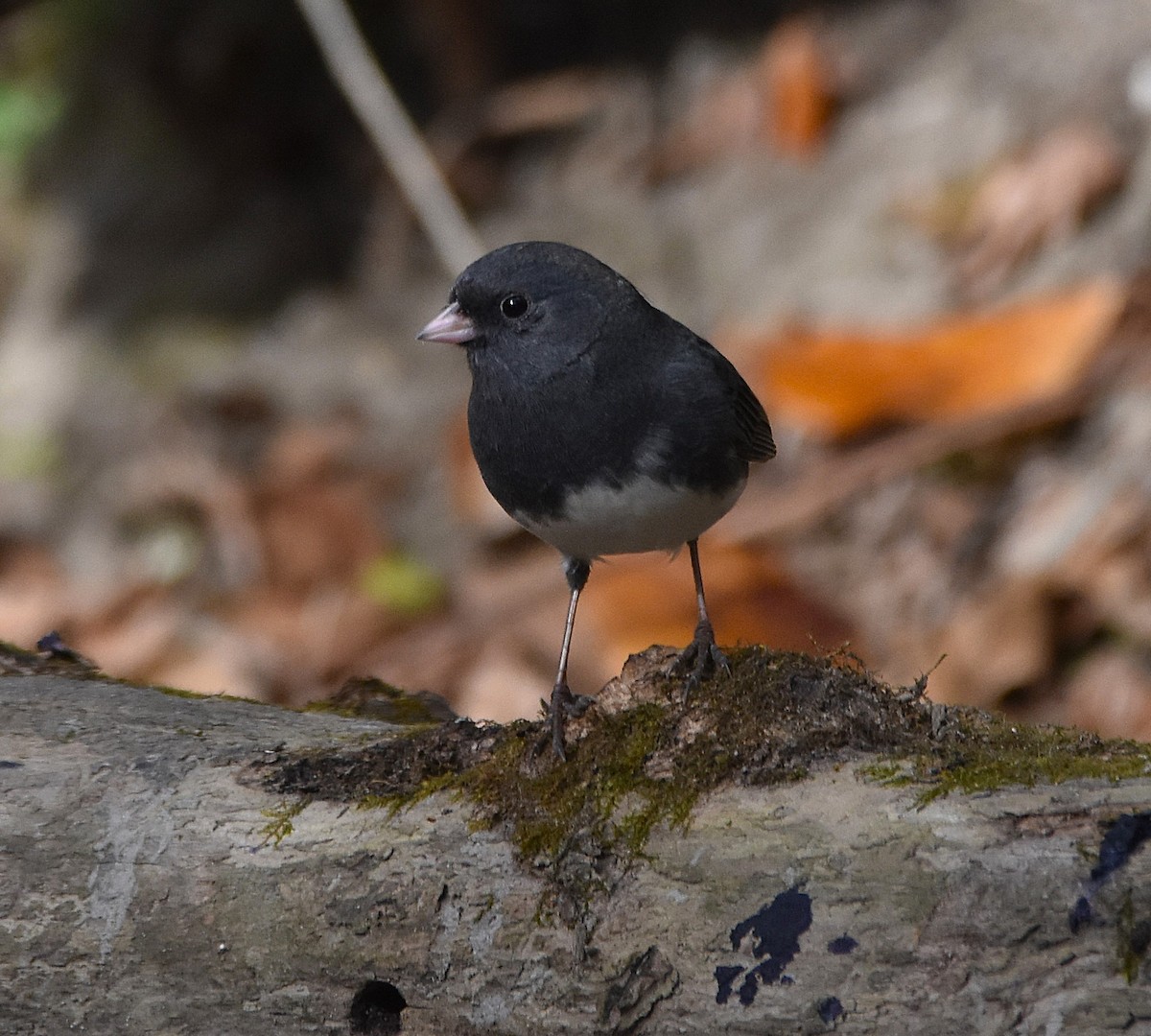 Dark-eyed Junco (Slate-colored) - ML643666639