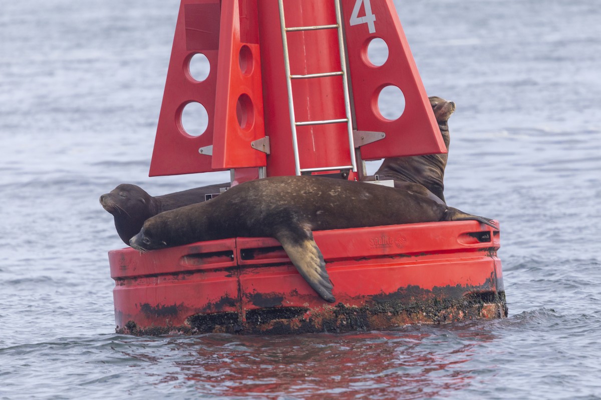 California Sea Lion - ML643666702