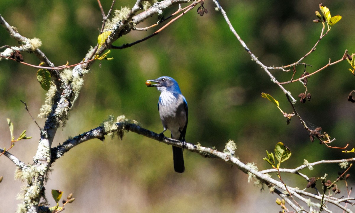 California Scrub-Jay - ML643666704