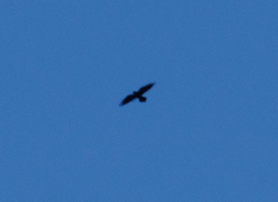 Common Raven - ML643666708