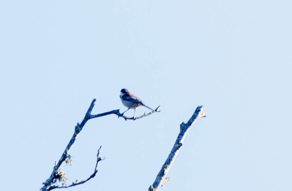 Chestnut-backed Chickadee - ML643666718