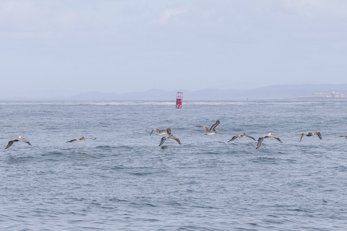 Brown Pelican - ML643666721