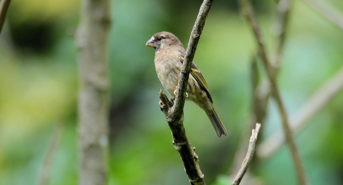 Thick-billed Seedeater - ML643666727
