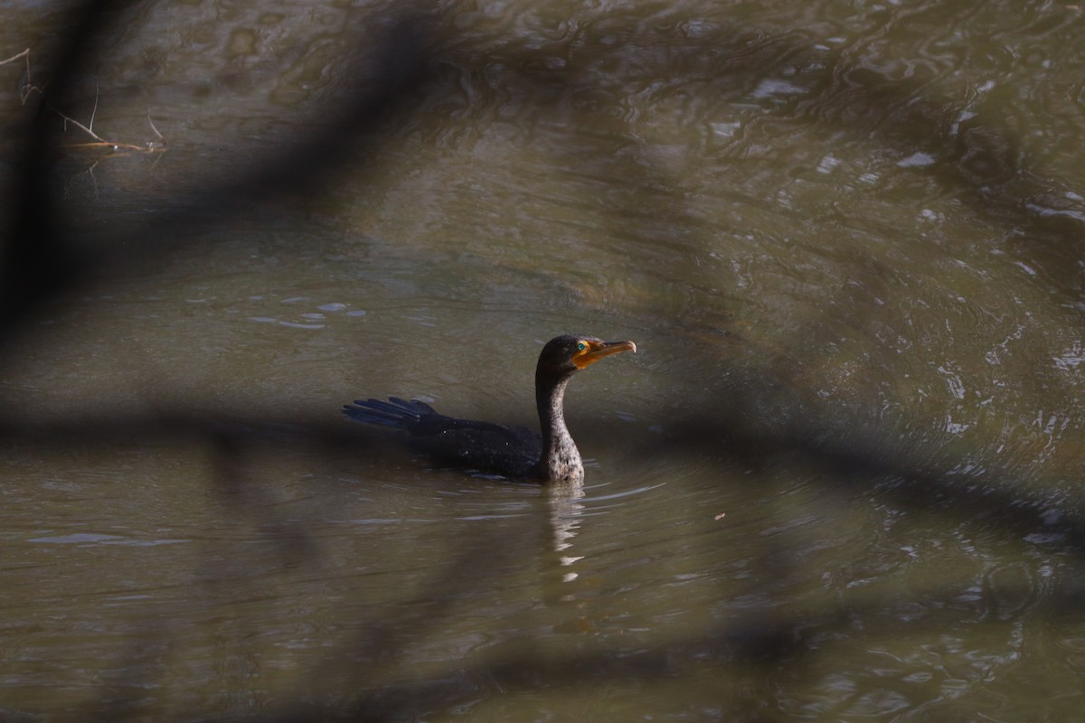 Баклан вухатий - ML643666734