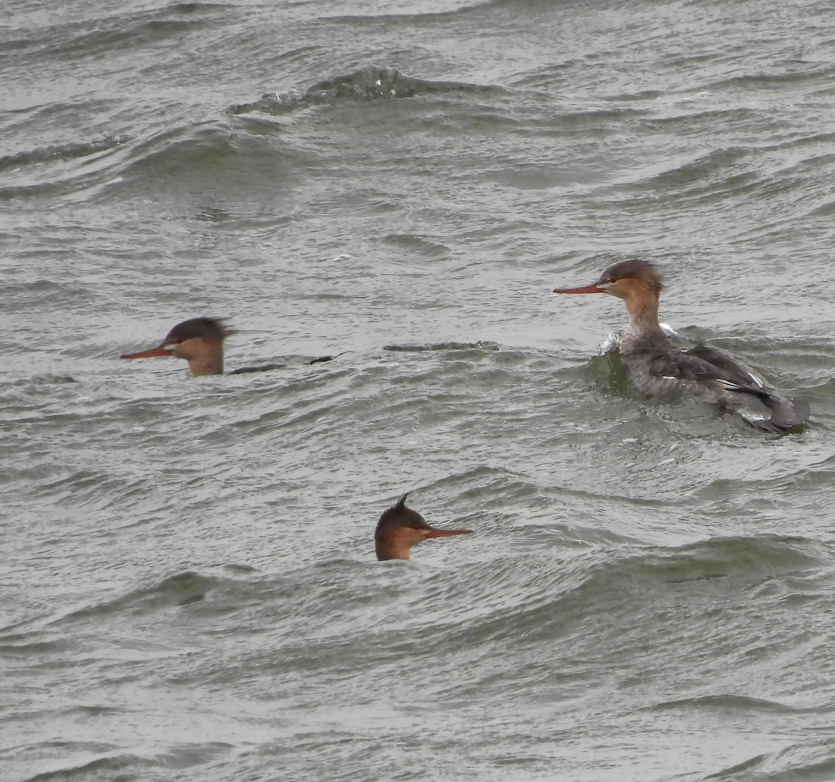 Red-breasted Merganser - ML643666740