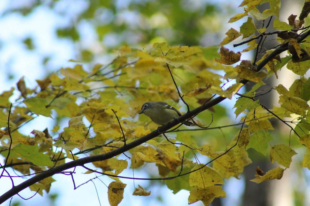 Blue-headed Vireo - ML643666751