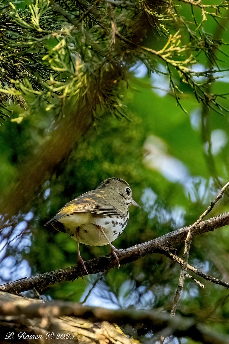 Ovenbird - ML643666754