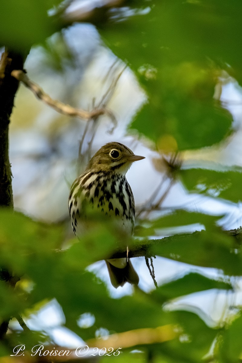 Ovenbird - ML643666755