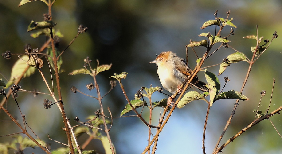 アカガオセッカ - ML643666776