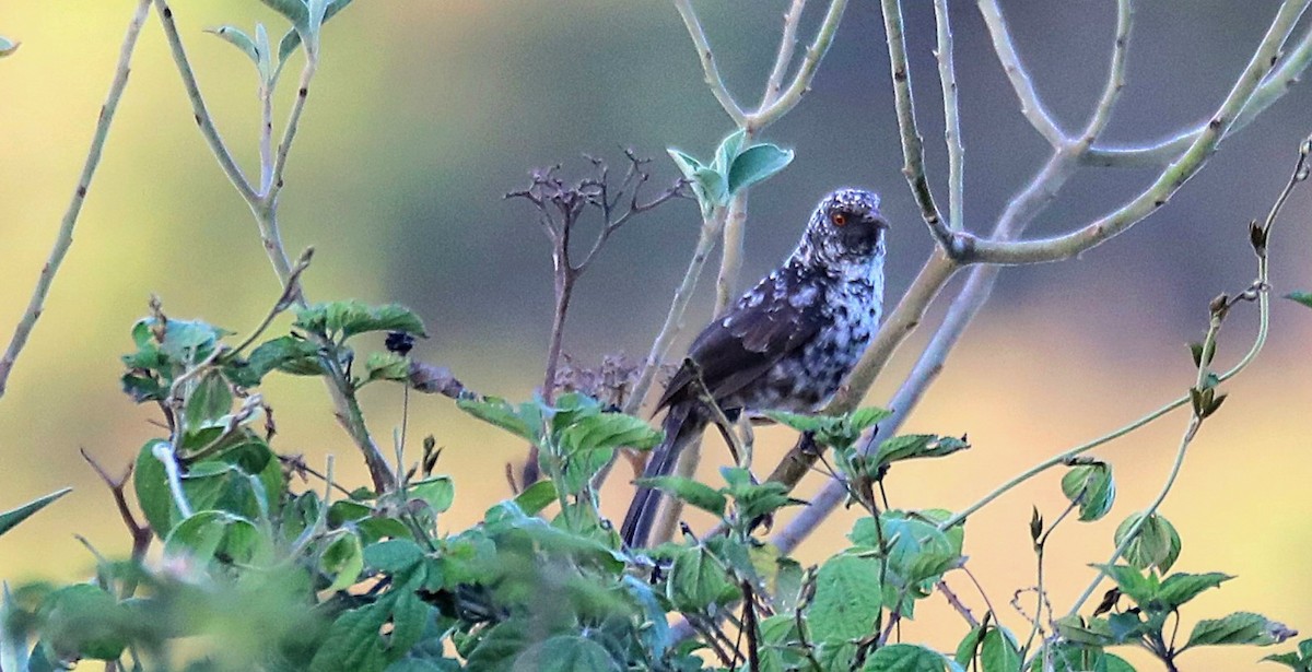 Hinde's Pied-Babbler - ML643666780