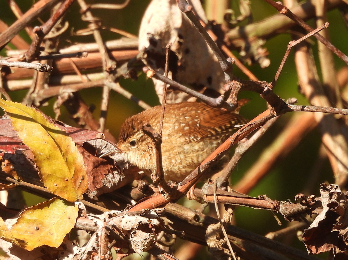 Winter Wren - ML643666842