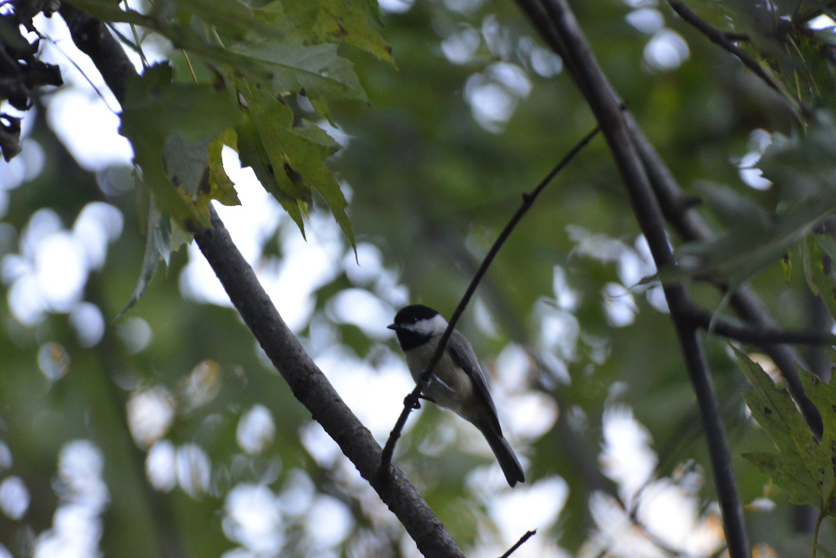 Carolina Chickadee - ML643666853